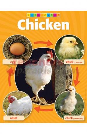 chicken breeds. 2011 chicken breeds chart.
