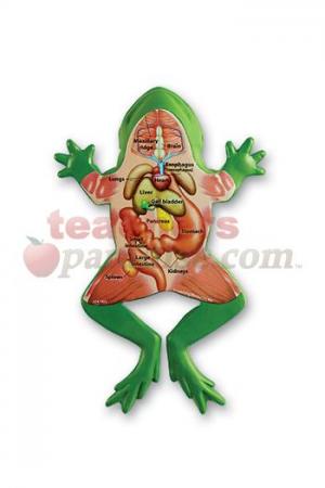 circulatory system of frog. circulatory system of frog. circulatory system of a frog
