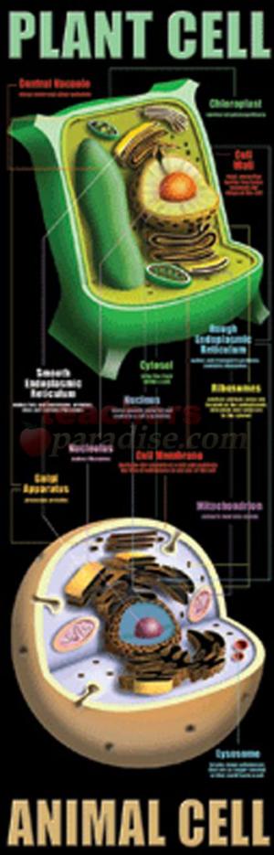 plant cell and animal cell venn diagram. plant and animal cell