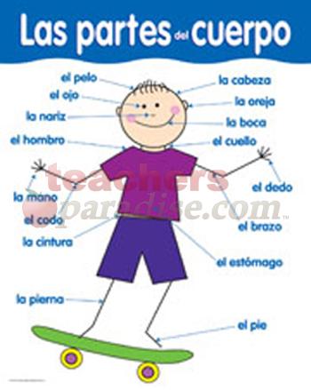 Printables Body Parts In Spanish Worksheet parts in spanish worksheet davezan body davezan