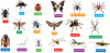 Photographic Insects and Spiders Bulletin Board