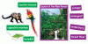Photographic Rain Forest Animals Bulletin Board