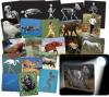 Whats Inside Animals