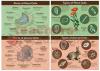 Animal & Plant Cells Bb Set