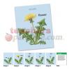 New View Science Life Cycles Card Set