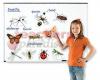 Giant Magnetic Insects