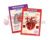 2 Poster Set Breathing And Circulation 16.5 X 23.5