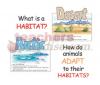 Bulletin Board Set Animal Habitats