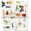Insects Bulletin Board Set