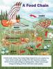 A Food Chain Chart