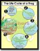 Chartlet The Life Cycle Of A Frog 17 X 22