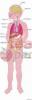 Colossal Poster The Human Body (Over 5-1/2" Tall)