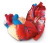 Human Heart Crosssection Model