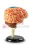 Model Brain Anatomy
