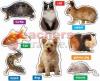 Photographic Pets Bbs Gr Pk-1