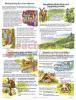 Poster Set Comprehension Skills
