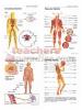 Poster Set Systems Of Human Body A