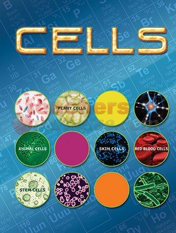 Cells