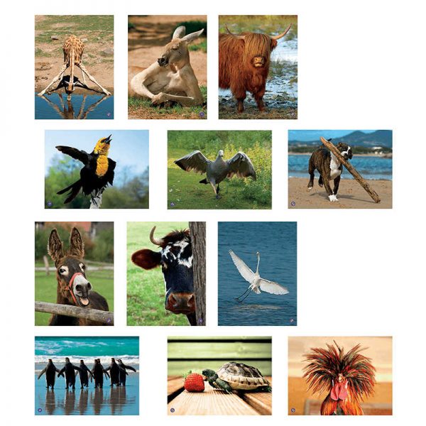 NORTH STAR TEACHER RESOURCE AMUSING ANIMALS LANGUAGE CARDS NST9086