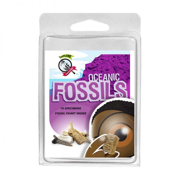 AMERICAN EDUCATIONAL PROD EXPLORE WITH ME OCEANIC FOSSILS AEP2968