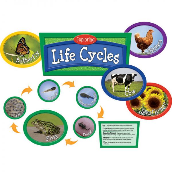 EDUPRESS EXPLORING LIFE CYCLES BB SET EP-2287