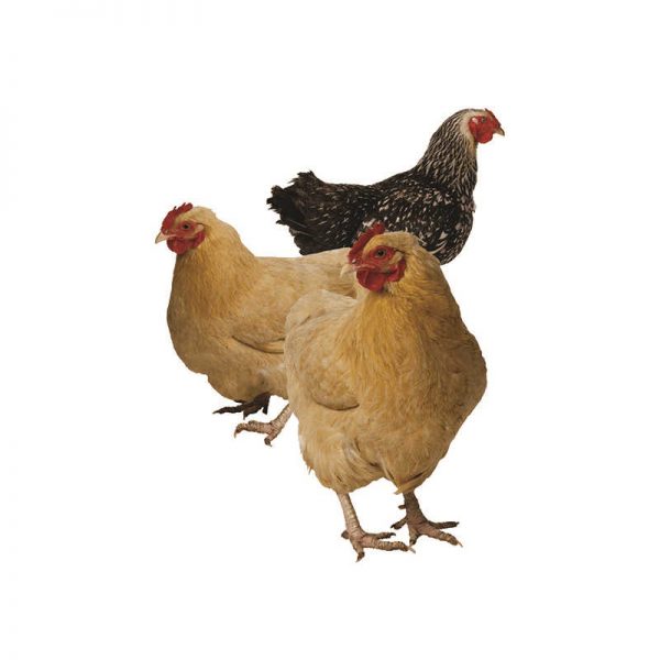 EDUPRESS FARM ANIMALS BB ACCENTS EP-3112