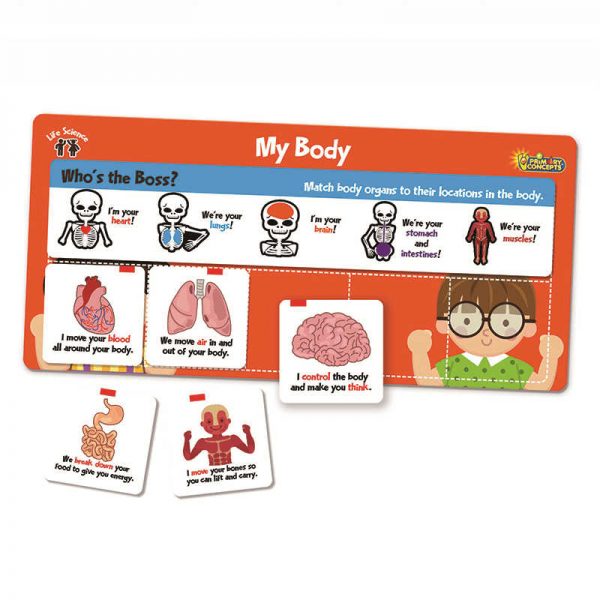 PRIMARY CONCEPTS, INC FLIPCHEX SCIENCE LIFE SCIENCE MY BODY PC-4303