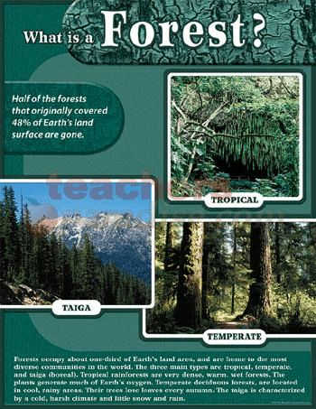 TEACHER CREATED RESOURCES Forest Chart TCR7612 - TeachersParadise