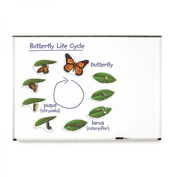 LEARNING RESOURCES GIANT MAGNETIC BUTTERFLY LIFE CYCLE LER6043