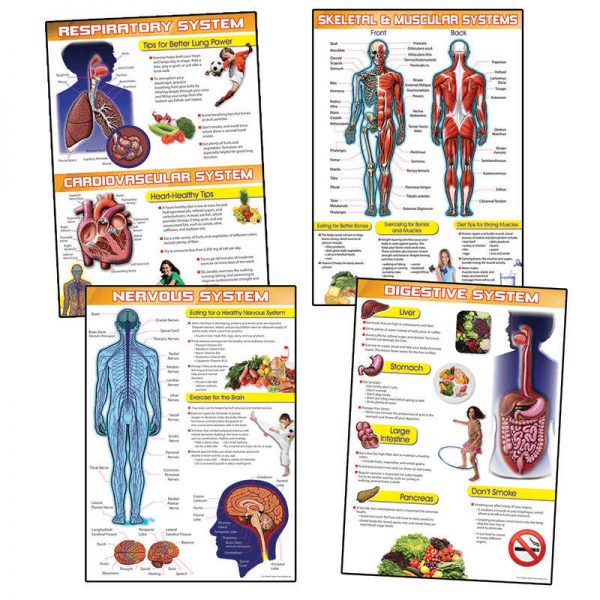 CARSON DELLOSA HUMAN BODY AND HEALTH TIPS BB SET CD-410084
