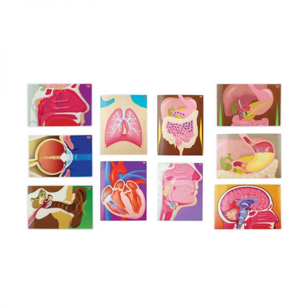 ROYLCO INC. MY BODY IN ACTION CARDS R-59270
