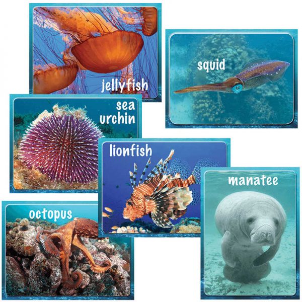 EDUPRESS OCEAN INSTRUCTIONAL ACCENTS EP-3192