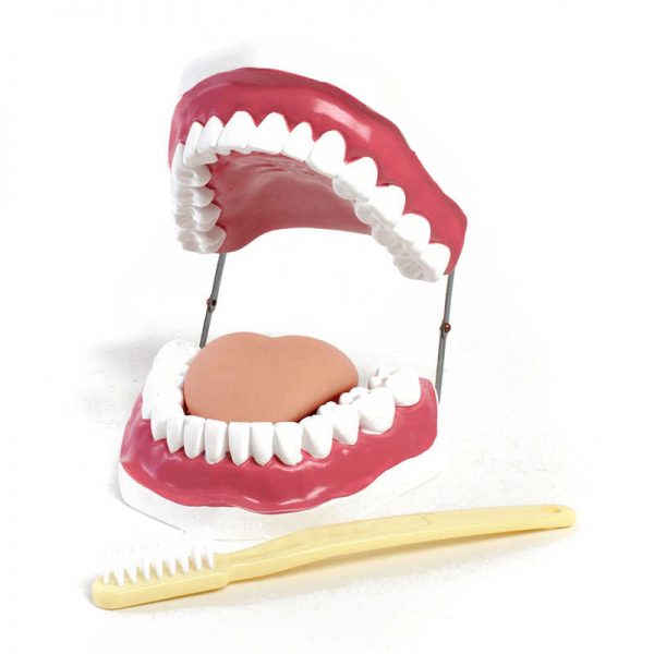AMERICAN EDUCATIONAL PROD ORAL HYGIENE MODEL AEP71420