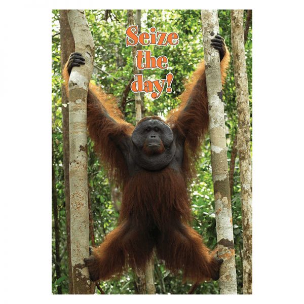 BARKER CREEK POSTER - SEIZE THE DAY BCP1825