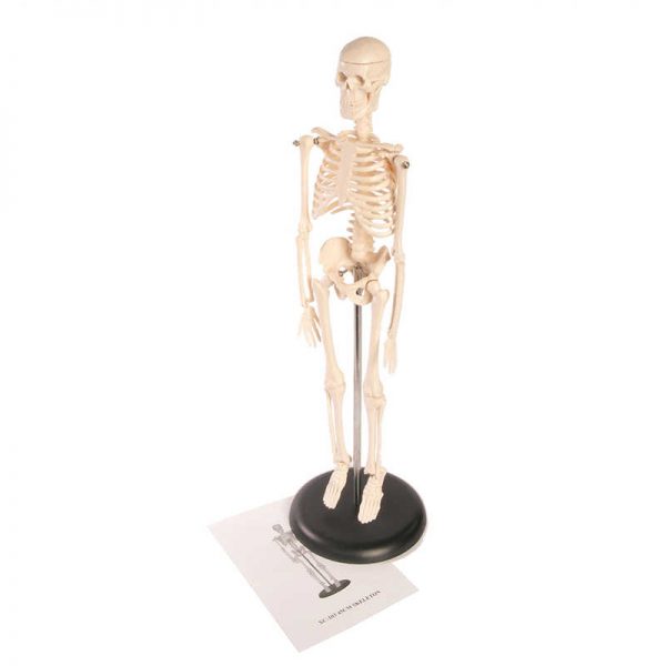 AMERICAN EDUCATIONAL PROD SKELETON MODEL 17IN AEP71387