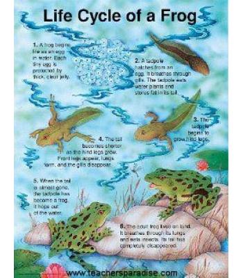 Frog Chart