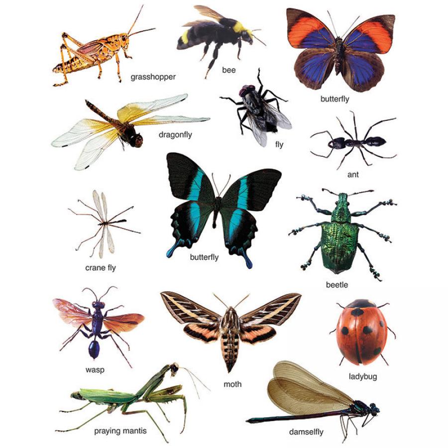 TeachersParadise.com | Insects: Photographic Shape Stickers (Realistic)