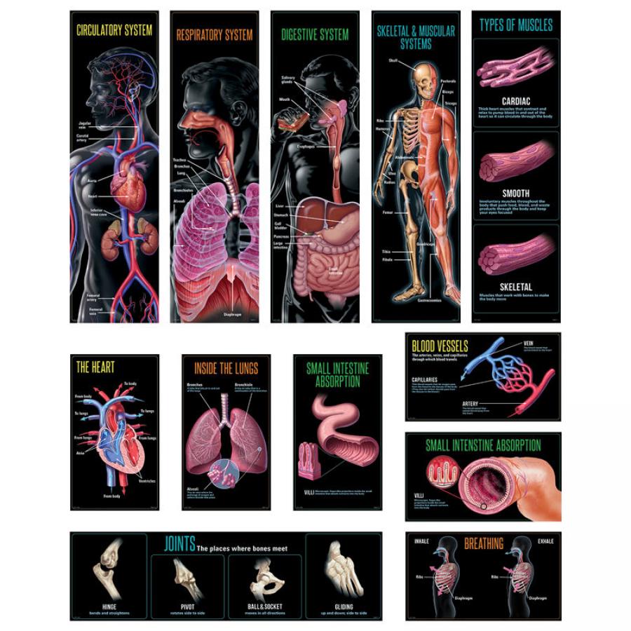TeachersParadise.com | HUMAN BODY MINI BB ST GR 3-5