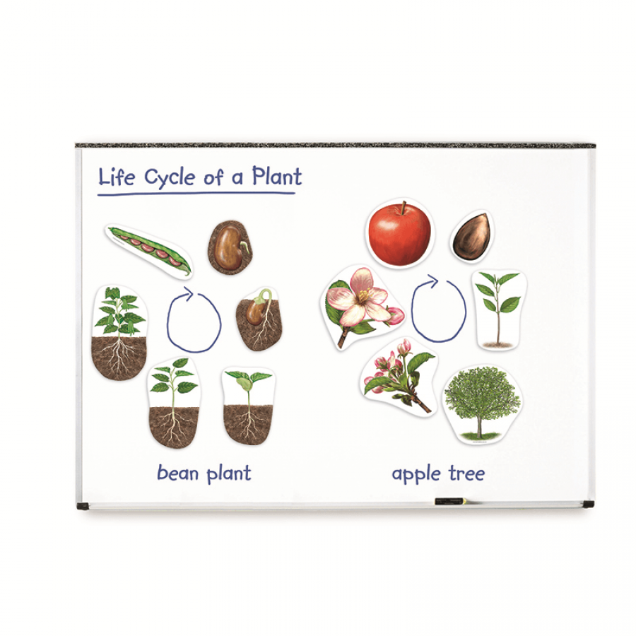 GIANT PLANT LIFE CYCLES