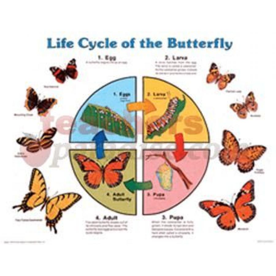 Fillable Life Cycle Chart Butterfly