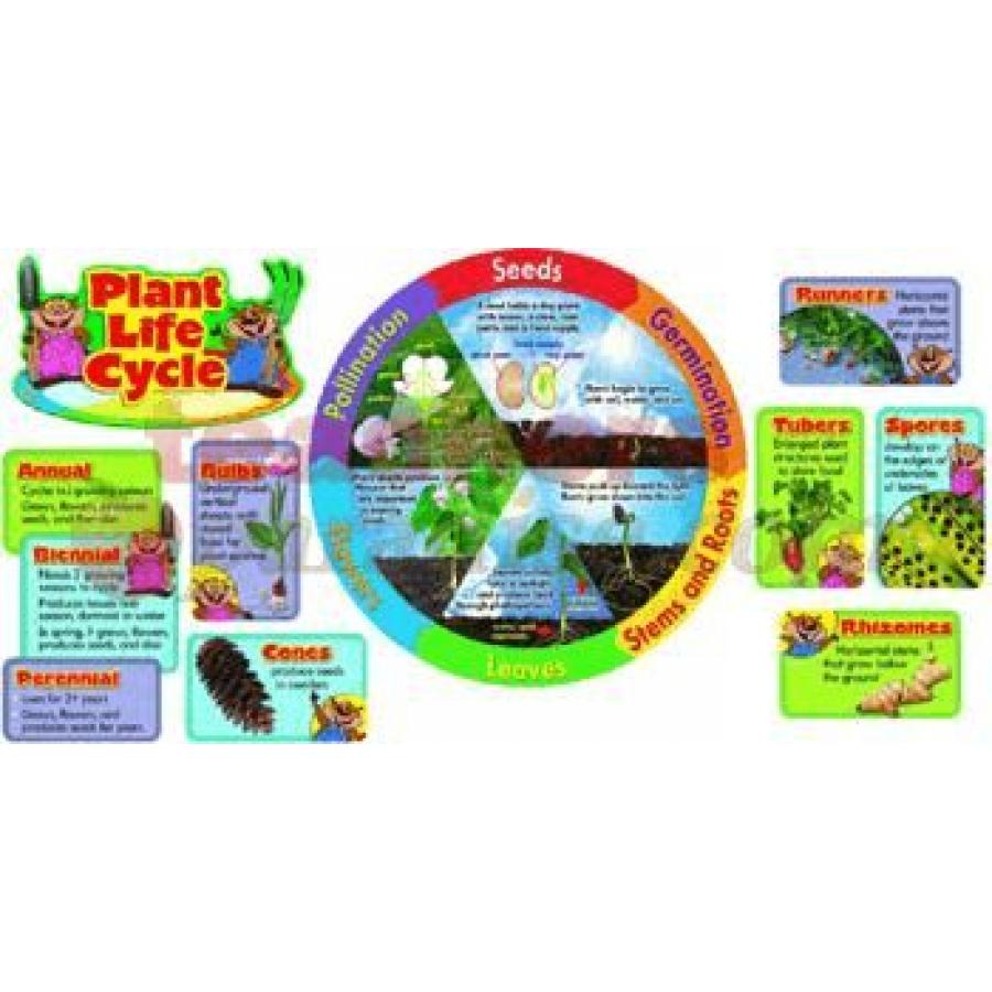 Plant Life Cycle Mini Bbs