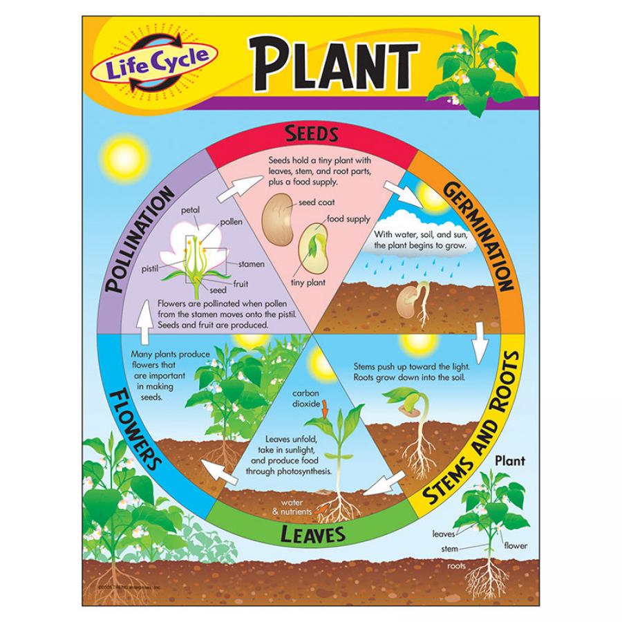 Life Cycle of a Plant Learning Charts