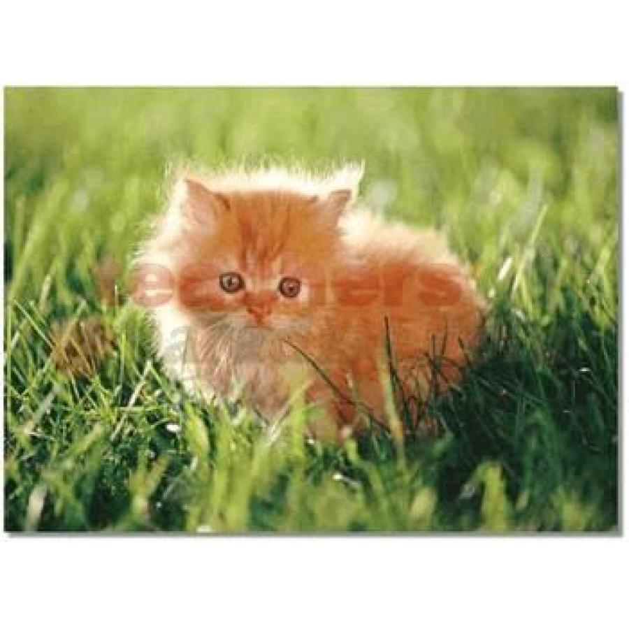 kitten puzzle