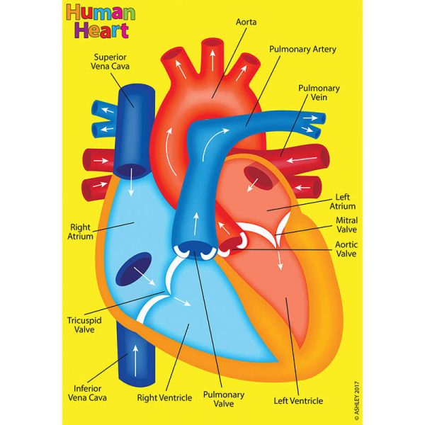 Ashley Productions® Foam Human Anatomy Manipulatives: Heart Model
