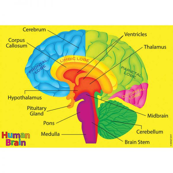 Ashley Productions® Foam Human Anatomy Manipulatives: Brain Model