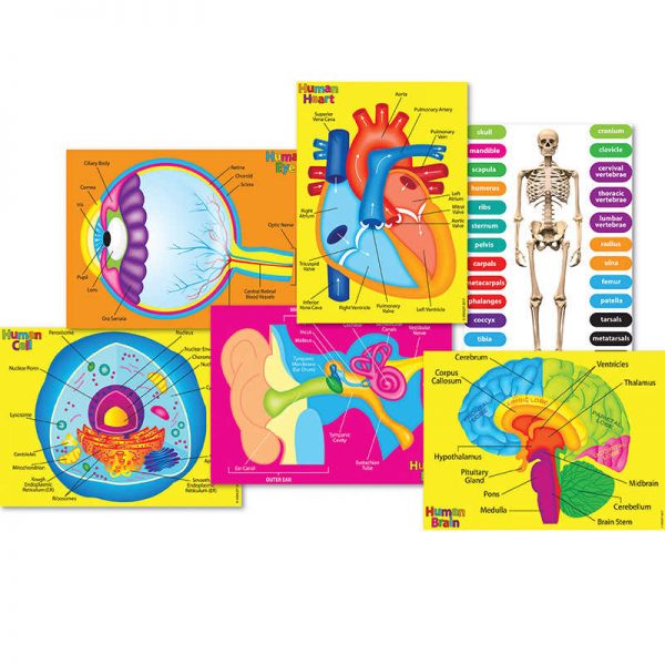 Ashley Productions® Foam Human Anatomy Manipulatives: 6 Models
