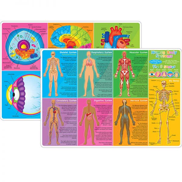 Ashley Productions® Smart Poly™ Learning Mats, 12" x 17", Double-Sided, Human Body Systems & Anatomy, Pack of 10