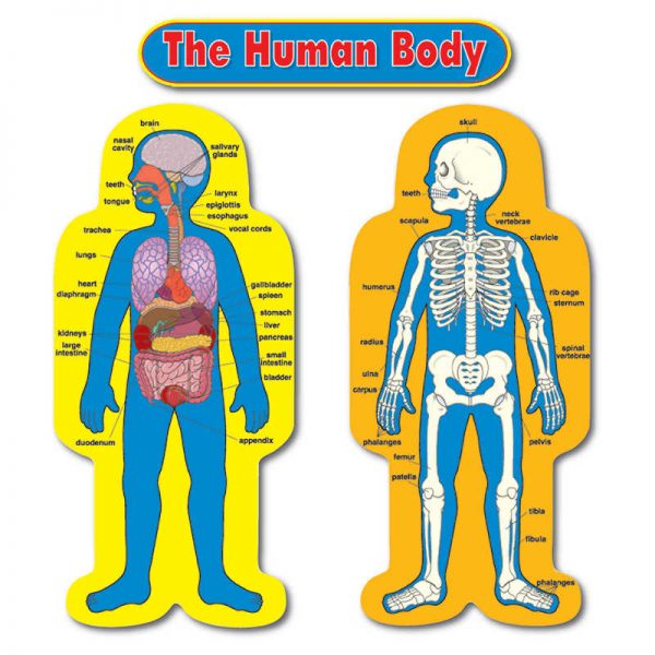 Carson Dellosa Education Child-Size Human Body Bulletin Board Set