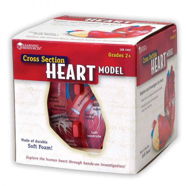 Learning Resources Soft Foam Cross-Section Human Heart Model