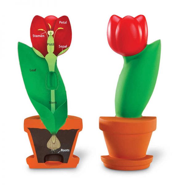 Learning Resources Cross-Section Flower Model
